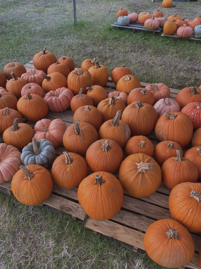 A number of Pumpkins sitting at a local pumpkin patch
