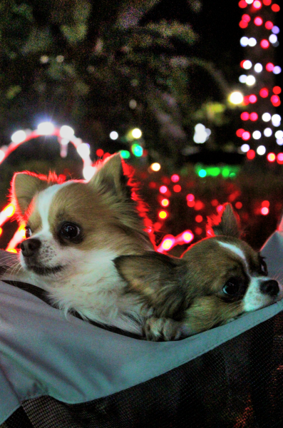 Two small dogs sit infront of Christmas lights